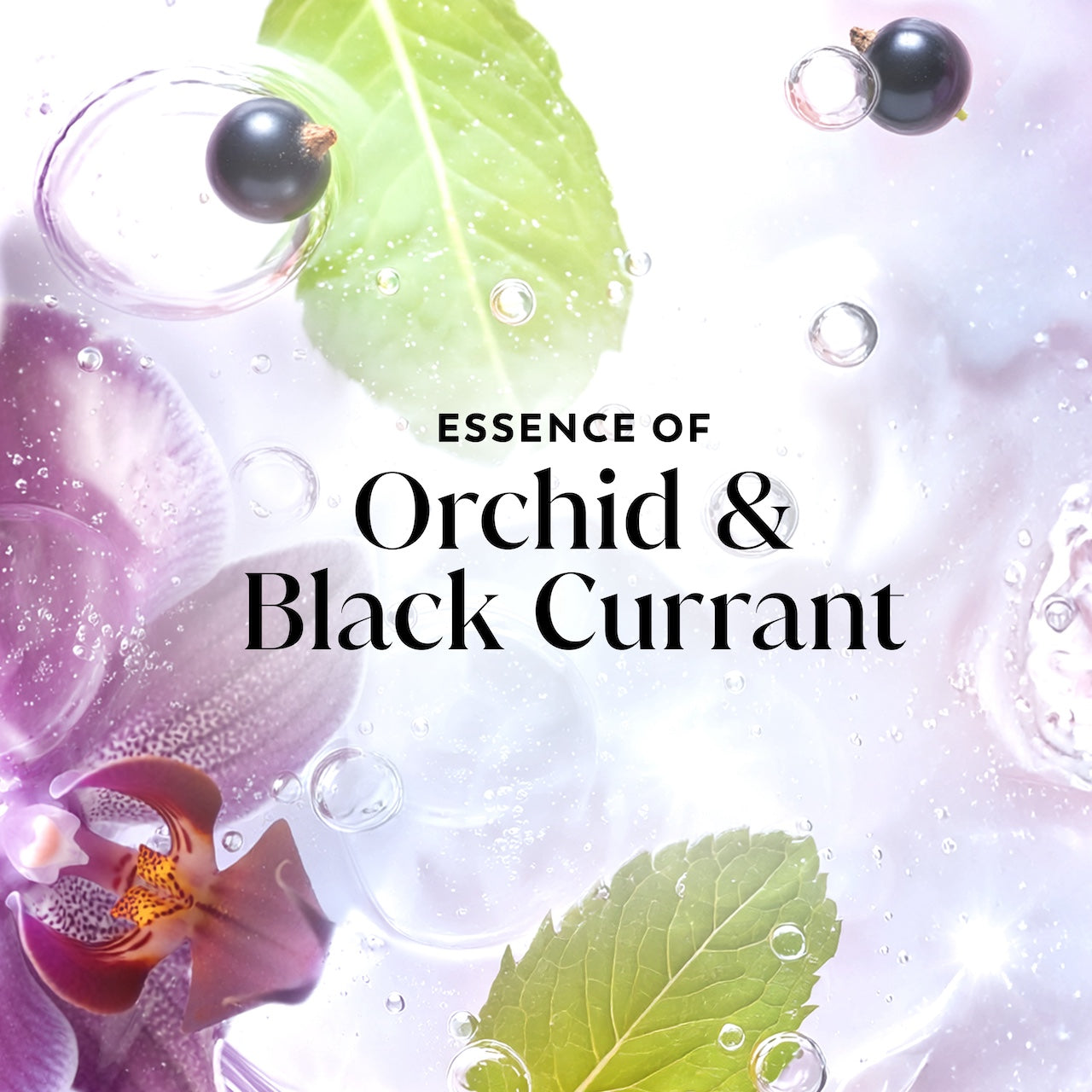 Olay Fresh Radiance Body Wash with Essence of Orchid and Black Currant, Vitamin B3 and Antioxidant Blend 35oz